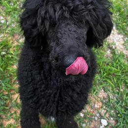 Labradoodles, Labrador Retrievers, and Poodles from Caney Fork Labs and Doodles