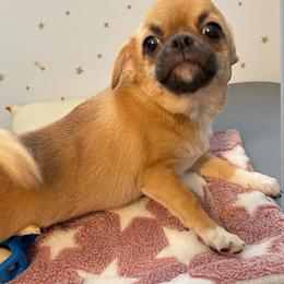 HONEY - Fawn and white female Chihuahua puppy in Richmond, Virginia from Bayberry Chihuahuas