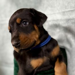 Halo - Black and rust male Doberman Pinscher puppy in Aredale, Iowa from Royal Dynasty Dobermann Kennel