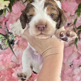 Boy 5 HUCKLEBERRY - Red and white male English Springer Spaniel puppy in Saginaw, Michigan from Kemerer Springers