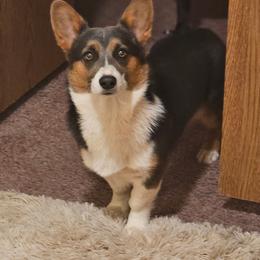 Sage - American Corgi
