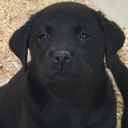 Molly - Black female Labrador Retriever puppy in Silver Springs, New York from Humehill