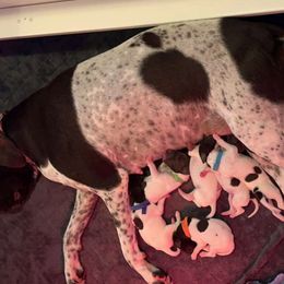 German Shorthaired Pointer Puppies from Mill Creek GSP