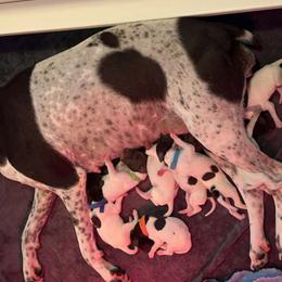German Shorthaired Pointer Puppies from Mill Creek GSP