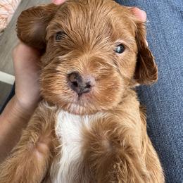 Rocket - Apricot male Goldendoodle puppy in Gilbert, Arizona from DogHouse Doodles