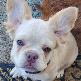 French Bulldogs from Team Relentless