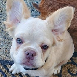 French Bulldogs from Team Relentless