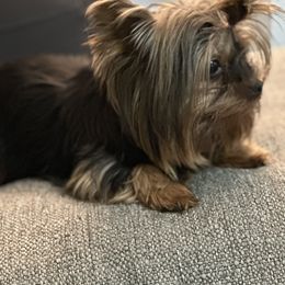 Yorkshire Terrier Puppies from Dreams Come True Yorkies