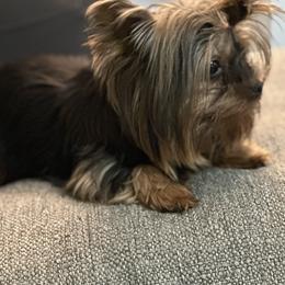 Yorkshire Terrier Puppies from Dreams Come True Yorkies