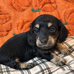 Autumn - Black and cream female Dachshund puppy in Salem, Oregon from Longdox Mini Dachshunds