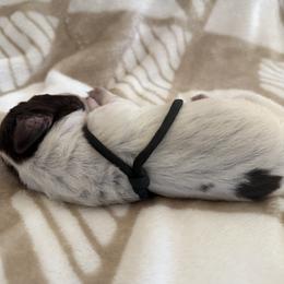 Wirehaired Pointing Griffon Puppies from Idleista Grand Chasseur