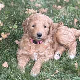 Pink Collar girl - Apricot female Goldendoodle puppy in Colorado Springs, Colorado from Pikes Peak Doodles