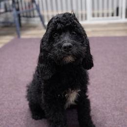 Sasha - Black and white female Springerdoodle puppy in Lisbon, Ohio from Willow Lane Doodles