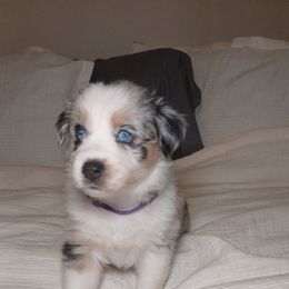 Freya - Blue merle female Australian Shepherd puppy in Charlotte, North Carolina from Good Karma Aussies