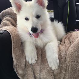Berger Blanc Suisse and German Shepherd Puppies from Vom Hundhaus German Shepherds
