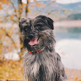 Onnea - Pyrenean Shepherd