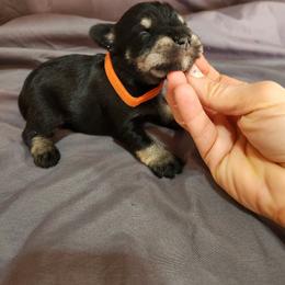 Orange Male - Black and silver male Miniature Schnauzer puppy in Lehi, Utah from KK Schnauzers