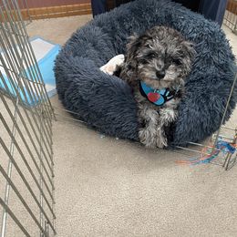 Cockapoo and Golden Mountain Doodle Puppies from Doodles of Joy