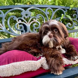 Chip - Liver and white Shih Tzu puppy in Princeton, North Carolina from Beauty Barn Shih Tzus