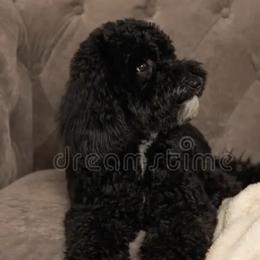 Maltese, Maltipoos, Morkies, and Poodles from Toy Breed Temple
