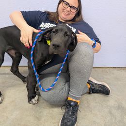 Ozzy, Bark at the Moon - Black and white Great Dane puppy in Brooksville, Florida from Follow My Lead Great Danes