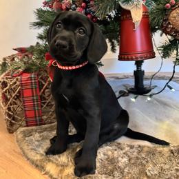 Labrador Retriever Puppies from Mayfield Farm