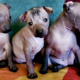 Xoloitzcuintli from Xolos Jazmin