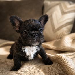 French Bulldog Puppies from Roberto Amador