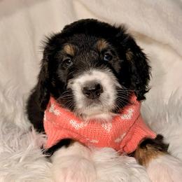 Dawn - Tri-color female Bernedoodle puppy in Beecher, Illinois from Erica’s Doodles
