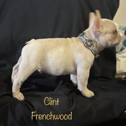 French Bulldog and Labrador Retriever Puppies from Desiree Ortiz's French Bull Dogs and Labrador Retrievers
