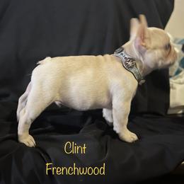 French Bulldog and Labrador Retriever Puppies from Desiree Ortiz's French Bull Dogs and Labrador Retrievers