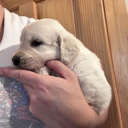 Pearl - Light golden female Golden Retriever puppy in Wyoming from Great Basin BMD