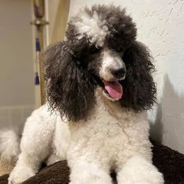 Assorted Doodle Crosses and Poodles from Gemstone Poodles and Doodles