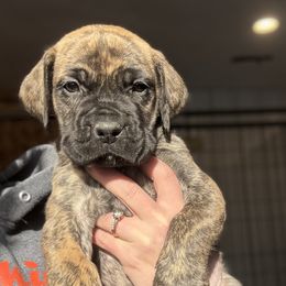 Brindle No Collar - Brindle male Boerboel puppy in Manitowoc, Wisconsin from Mae Boerboel