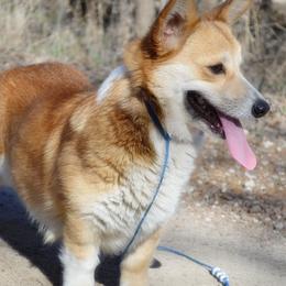 Journey - Pembroke Welsh Corgi