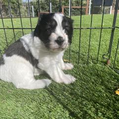 Polish Lowland Sheepdog Puppies from Ponavie PONs