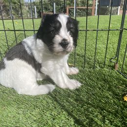 Polish Lowland Sheepdog Puppies from Ponavie PONs
