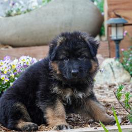 Hot pink collar - Black and red female German Shepherd puppy in Howell, Michigan from Sheyenne’s Shepherds
