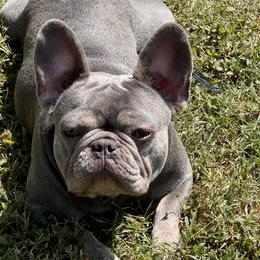 Winn-E - French Bulldog