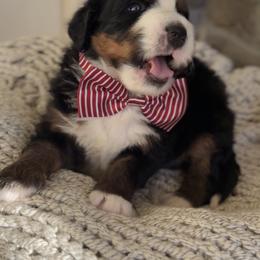 Bernedoodle, Cavapoo, and Goldendoodle Puppies from Blackberry Farm Puppies