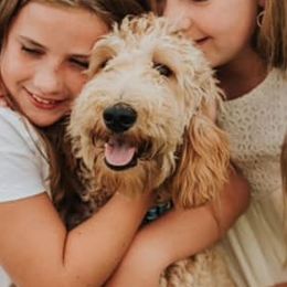 Winnie - Goldendoodle