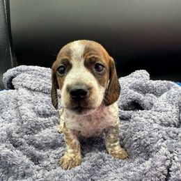 Boy 2 - Piebald male Dachshund puppy in Spanaway, Washington from 11 Oaks Kennels