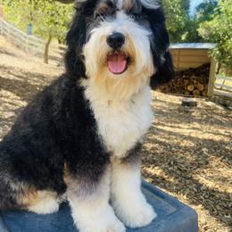 Jelly - Bernedoodle