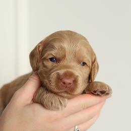 Orange - Caramel male Australian Labradoodle puppy in Williamstown, New York from Lewis Manor Labradoodles
