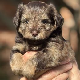 Reggie - Liver male Miniature Schnauzer puppy in Pflugerville, Texas from K&K Precious Tx schnauzers