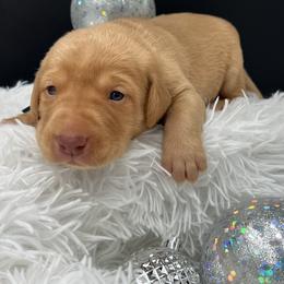 Royal blue - Yellow male Labrador Retriever puppy in Heath Springs, South Carolina from Rich Hill Retrievers