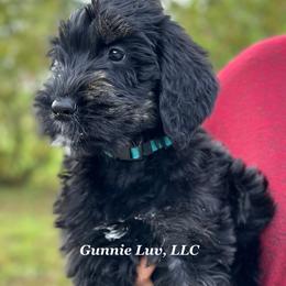 Schnoodle Puppies from Gunnie Luv, LLC