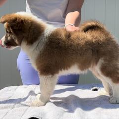 Icelandic Sheepdog Puppies from Tobiasson icie
