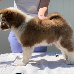 Icelandic Sheepdog Puppies from Tobiasson icie