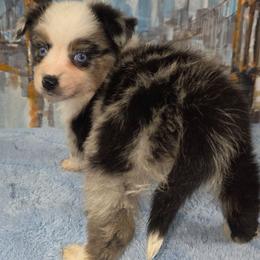 Coral - Blue merle female Miniature Australian Shepherd puppy in Citra, Florida from Southpaw Herders LLC